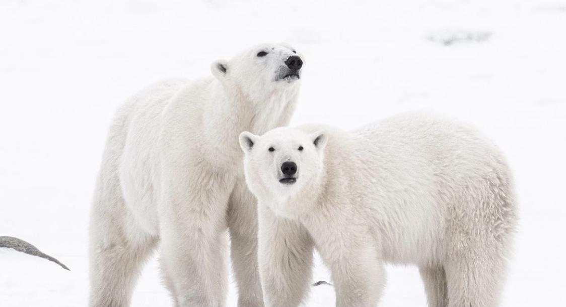 Recent auctions for drilling in the Arctic Refuge raise concern and debate