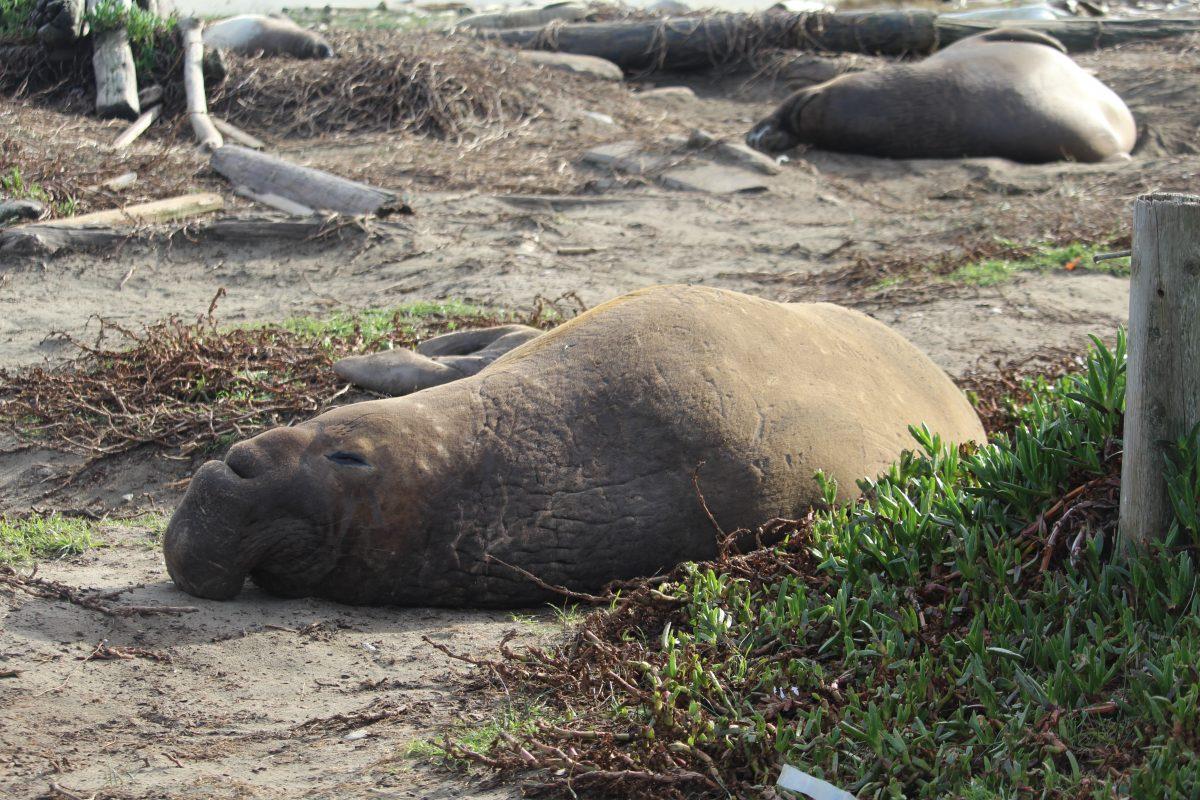 Large and in charge: meet the elephant seals