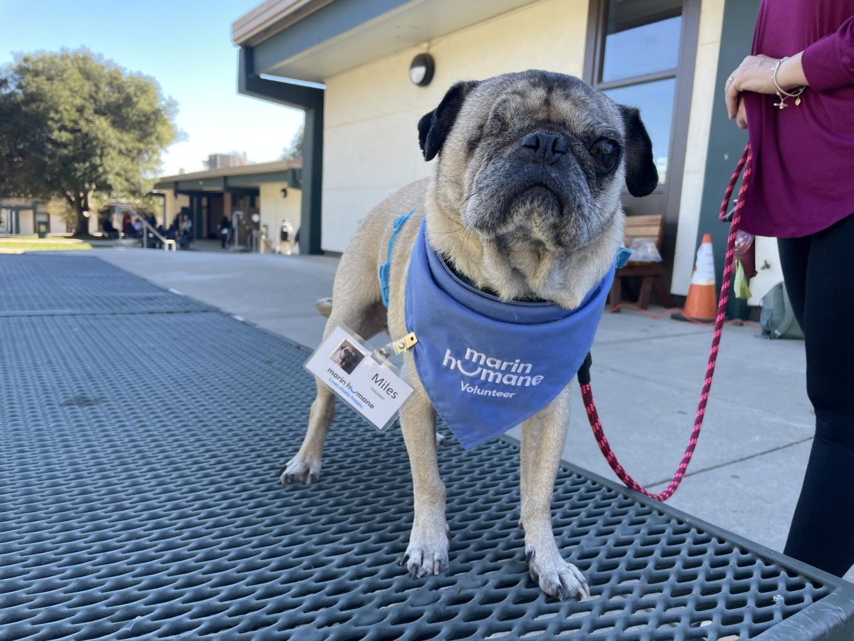 Miles the pug visiting the Wellness Hub during lunch on Nov. 7. Students often stop to say hello and give him pets.