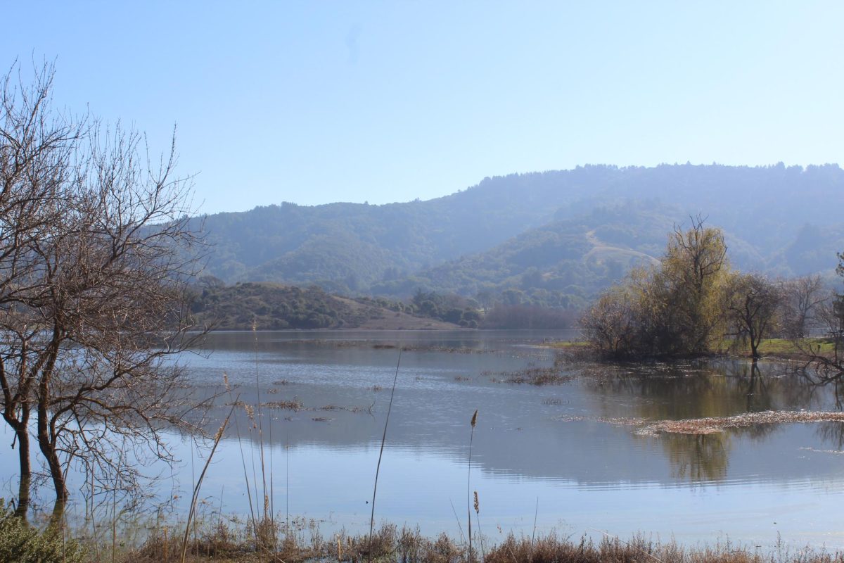 Stafford Lake on an overcast day. The reservoir provides 20% of Novato’s water supply and houses a wide variety of species.