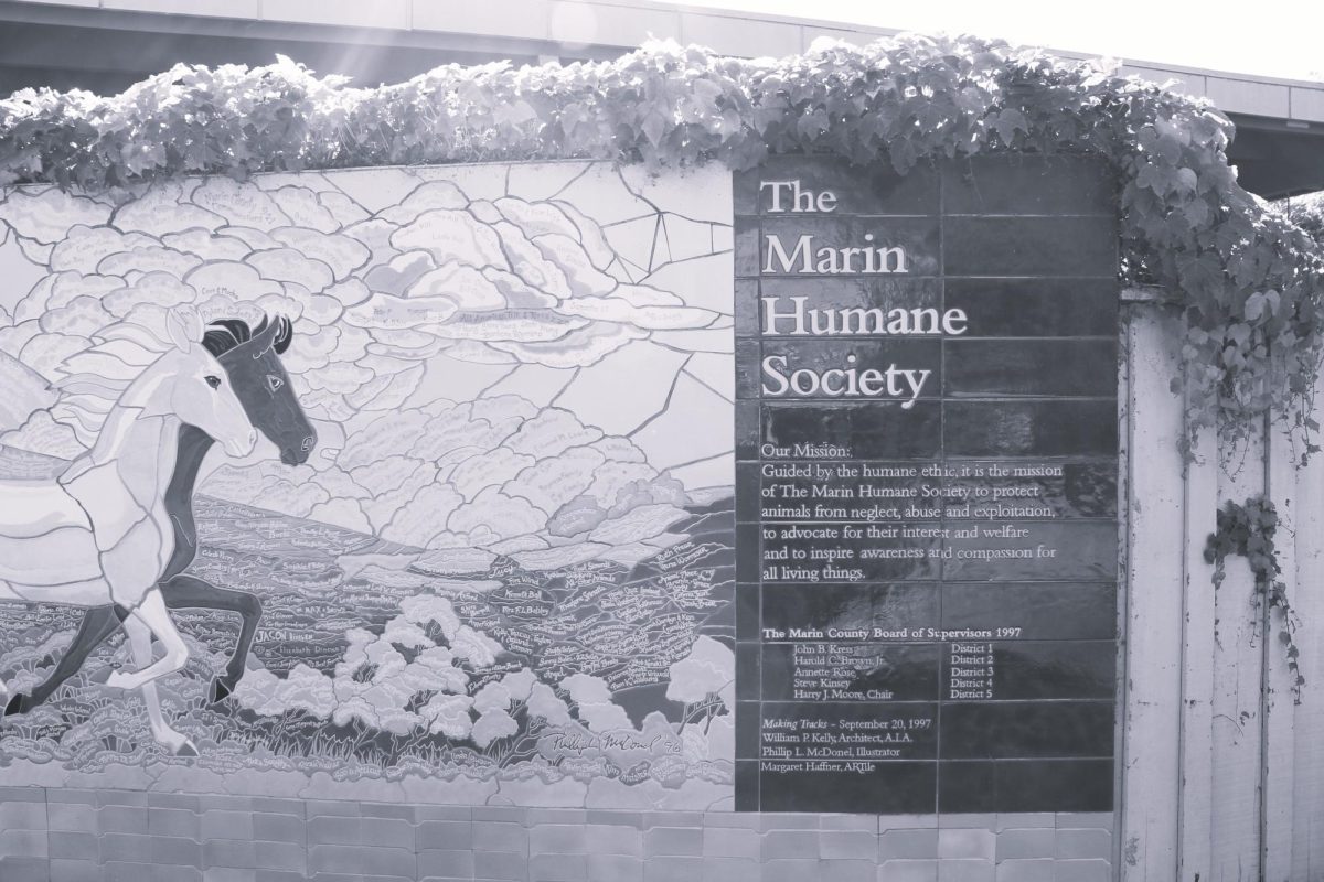 The wall at Marin Humane Society depicts horses in a field and
showcases their goals.