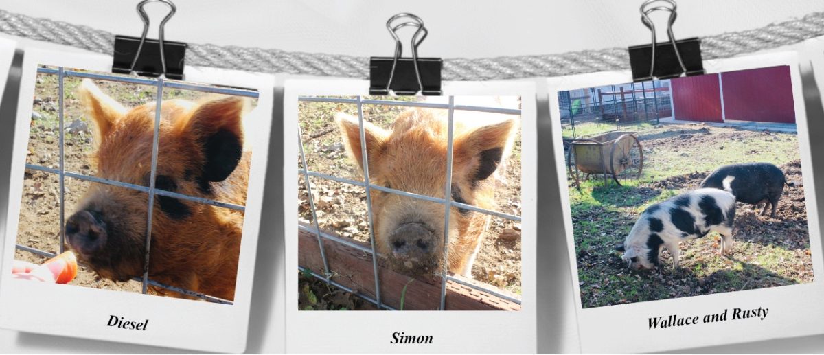 Hog heaven in Novato: Meet the pigs of Mill Road