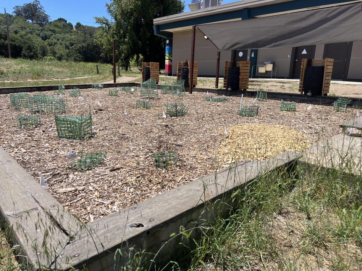 Recently planted seedlings in San Marin's ecology garden